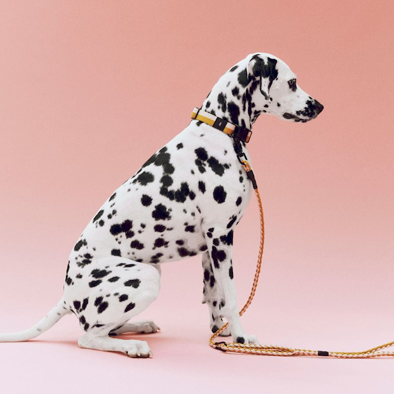 HAY Braided Dog Lash