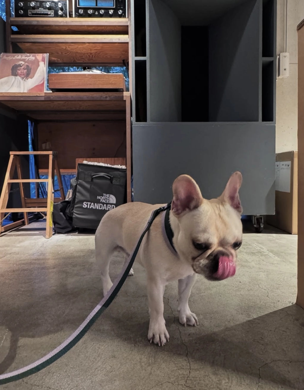 HAY Flat Dog Leash